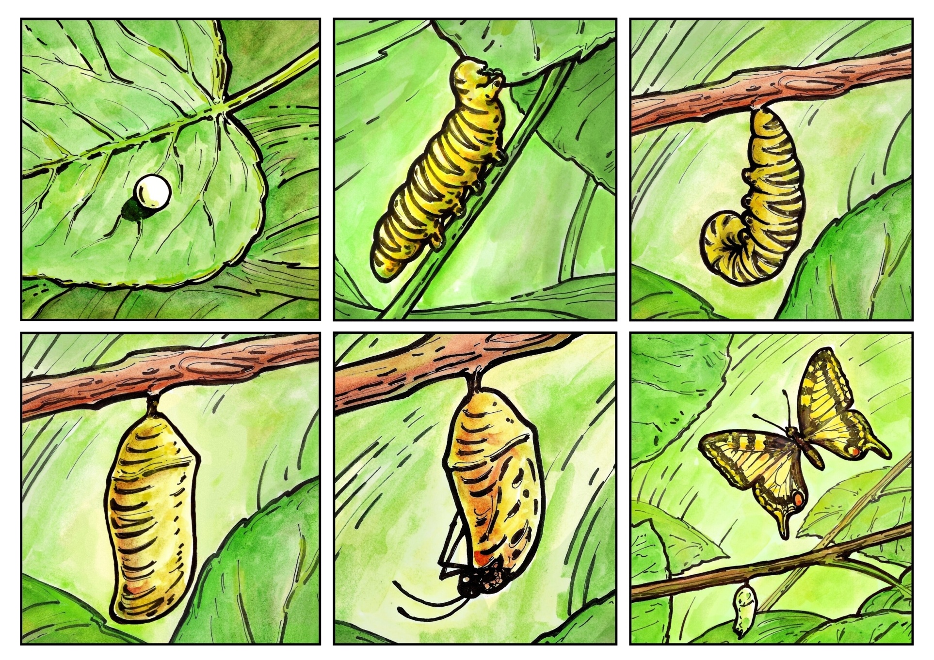 vývoj motýla